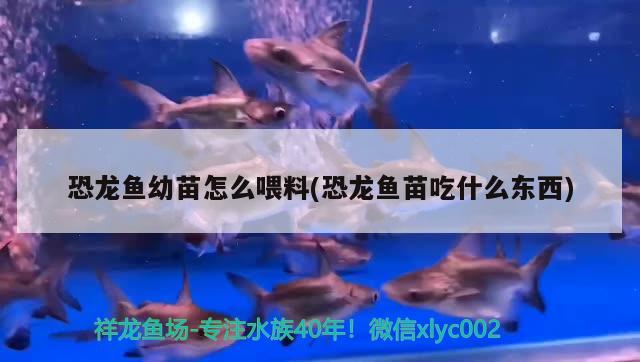 恐龙鱼幼苗怎么喂料(恐龙鱼苗吃什么东西) 星点金龙鱼