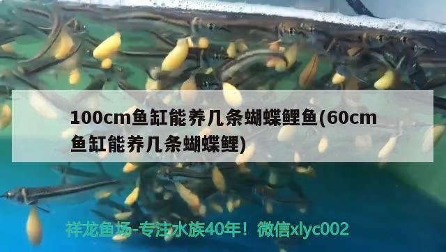 100cm鱼缸能养几条蝴蝶鲤鱼(60cm鱼缸能养几条蝴蝶鲤)