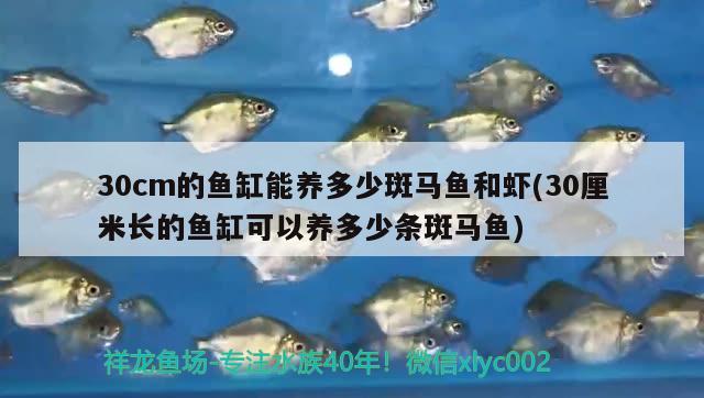 30cm的鱼缸能养多少斑马鱼和虾(30厘米长的鱼缸可以养多少条斑马鱼)