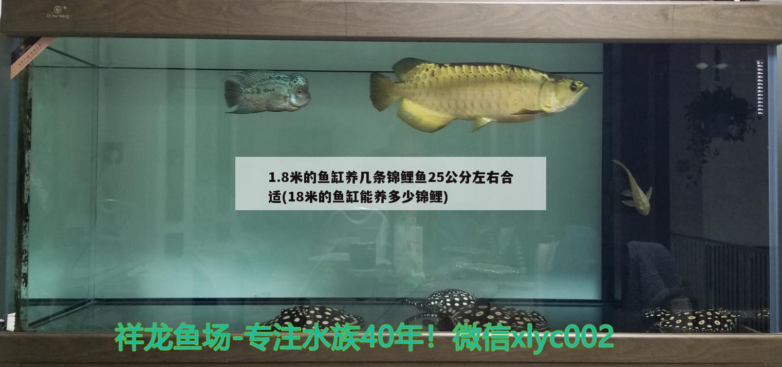 1.8米的鱼缸养几条锦鲤鱼25公分左右合适(18米的鱼缸能养多少锦鲤) 福满钻鱼