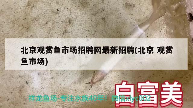 北京观赏鱼市场招聘网最新招聘(北京观赏鱼市场) 观赏鱼市场（混养鱼）