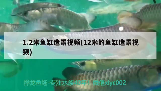 1.2米鱼缸造景视频(12米的鱼缸造景视频)