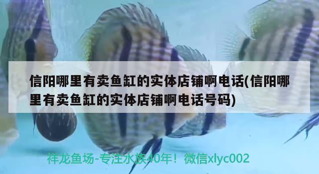 信阳哪里有卖鱼缸的实体店铺啊电话(信阳哪里有卖鱼缸的实体店铺啊电话号码) 国产元宝凤凰鱼