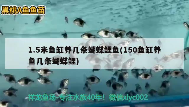 1.5米鱼缸养几条蝴蝶鲤鱼(150鱼缸养鱼几条蝴蝶鲤) 蝴蝶鲤 第1张