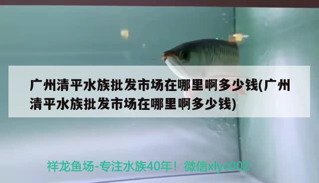 广州清平水族批发市场在哪里啊多少钱(广州清平水族批发市场在哪里啊多少钱) 观赏鱼水族批发市场