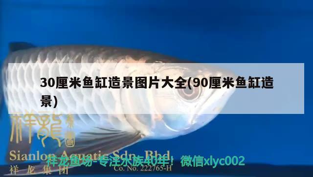 30厘米鱼缸造景图片大全(90厘米鱼缸造景) 高背金龙鱼