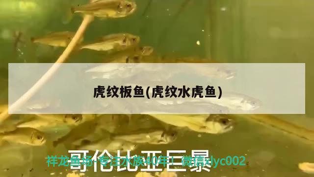 虎纹板鱼(虎纹水虎鱼) 食人鱼（水虎）