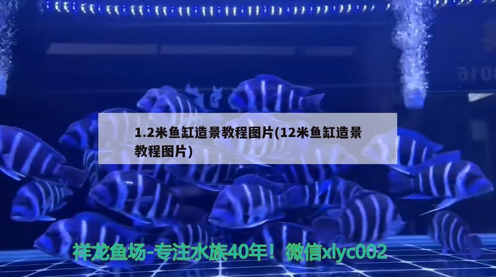 1.2米鱼缸造景教程图片(12米鱼缸造景教程图片) 过滤设备