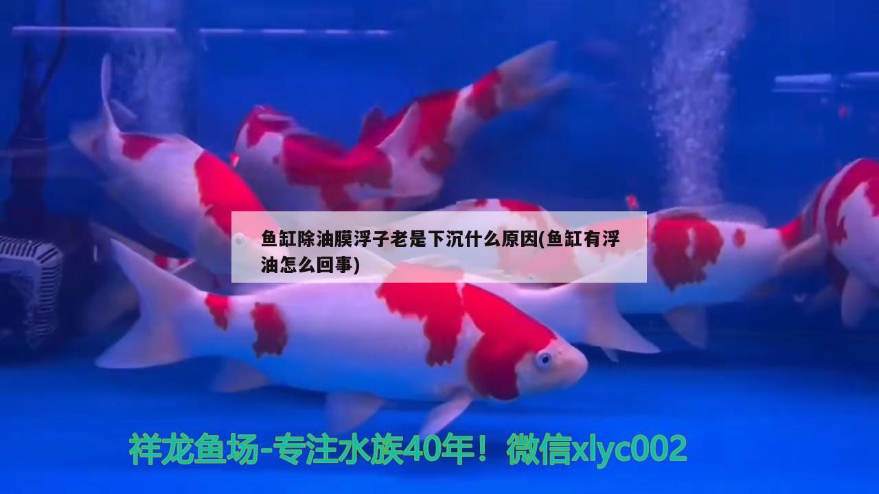 鱼缸除油膜浮子老是下沉什么原因(鱼缸有浮油怎么回事) 黑金魟鱼