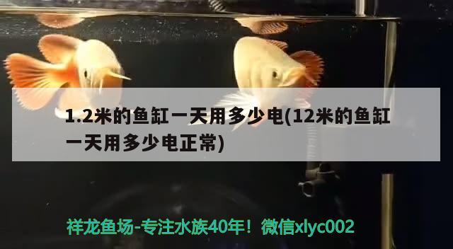 1.2米的鱼缸一天用多少电(12米的鱼缸一天用多少电正常) 过背金龙鱼 第2张