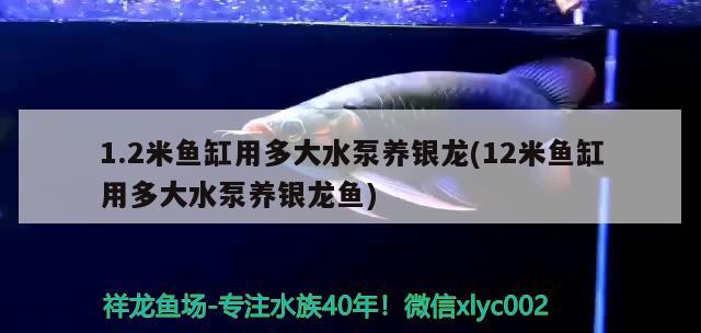 1.2米鱼缸用多大水泵养银龙(12米鱼缸用多大水泵养银龙鱼) 银龙鱼