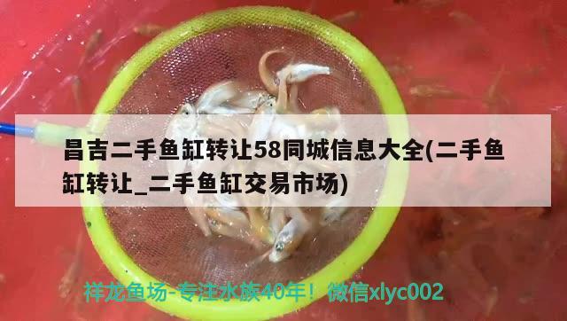 昌吉二手鱼缸转让58同城信息大全(二手鱼缸转让_二手鱼缸交易市场) 黄金达摩鱼