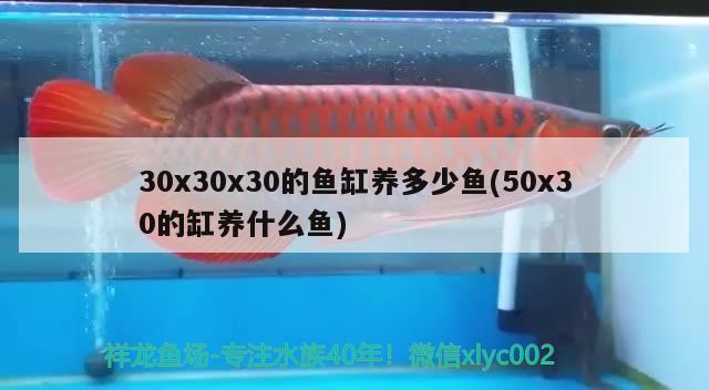 30x30x30的鱼缸养多少鱼(50x30的缸养什么鱼)