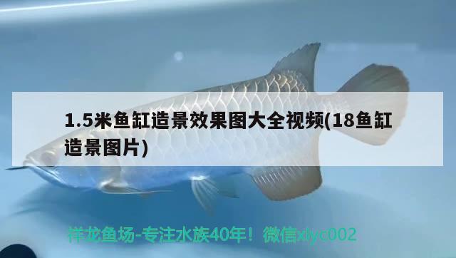 1.5米鱼缸造景效果图大全视频(18鱼缸造景图片)