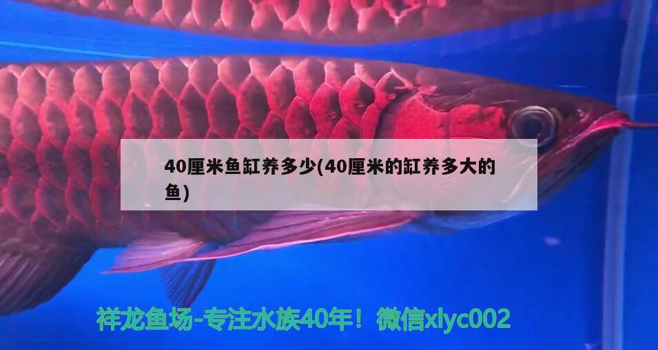 40厘米鱼缸养多少(40厘米的缸养多大的鱼)