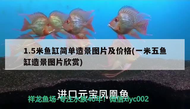 1.5米鱼缸简单造景图片及价格(一米五鱼缸造景图片欣赏) 黄金梦幻雷龙鱼