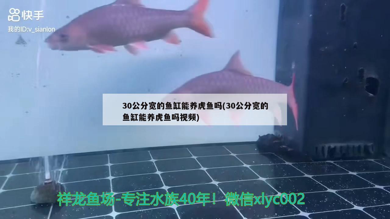 30公分宽的鱼缸能养虎鱼吗(30公分宽的鱼缸能养虎鱼吗视频)