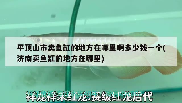 平顶山市卖鱼缸的地方在哪里啊多少钱一个(济南卖鱼缸的地方在哪里) 福虎/异型虎鱼/纯色虎鱼