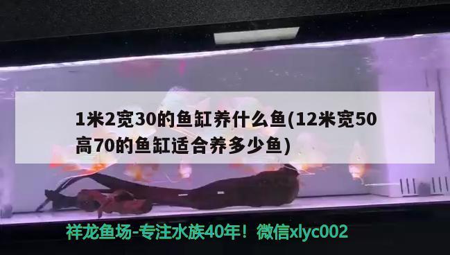 1米2宽30的鱼缸养什么鱼(12米宽50高70的鱼缸适合养多少鱼) 水族品牌