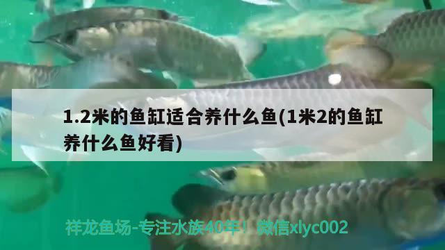 1.2米的鱼缸适合养什么鱼(1米2的鱼缸养什么鱼好看)