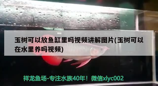 玉树可以放鱼缸里吗视频讲解图片(玉树可以在水里养吗视频) 水族世界