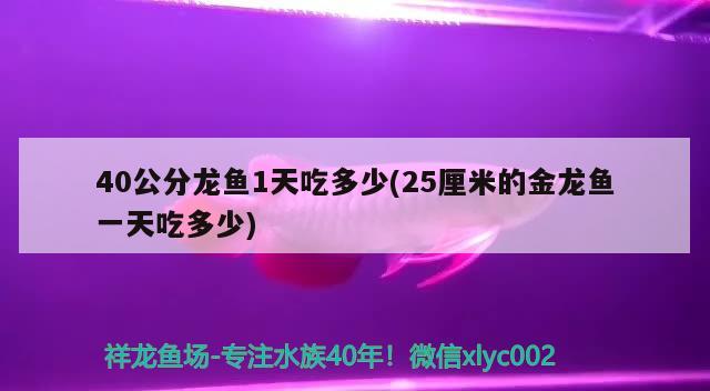 40公分龙鱼1天吃多少(25厘米的金龙鱼一天吃多少)