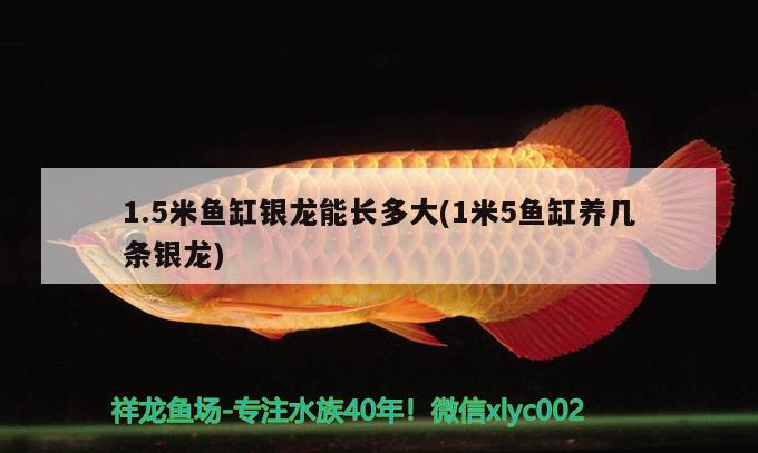 1.5米鱼缸银龙能长多大(1米5鱼缸养几条银龙) 巴西亚鱼 第1张