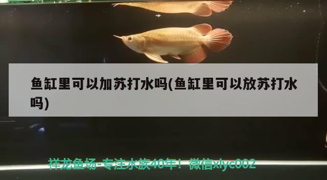 鱼缸里可以加苏打水吗(鱼缸里可以放苏打水吗) 超血红龙鱼