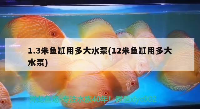 1.3米鱼缸用多大水泵(12米鱼缸用多大水泵) 非洲金鼓鱼