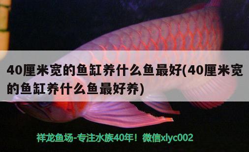 40厘米宽的鱼缸养什么鱼最好(40厘米宽的鱼缸养什么鱼最好养)