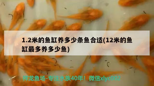 1.2米的鱼缸养多少条鱼合适(12米的鱼缸最多养多少鱼) 印尼四纹虎