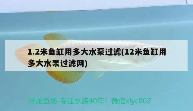 1.2米鱼缸用多大水泵过滤(12米鱼缸用多大水泵过滤网) 虎斑恐龙鱼