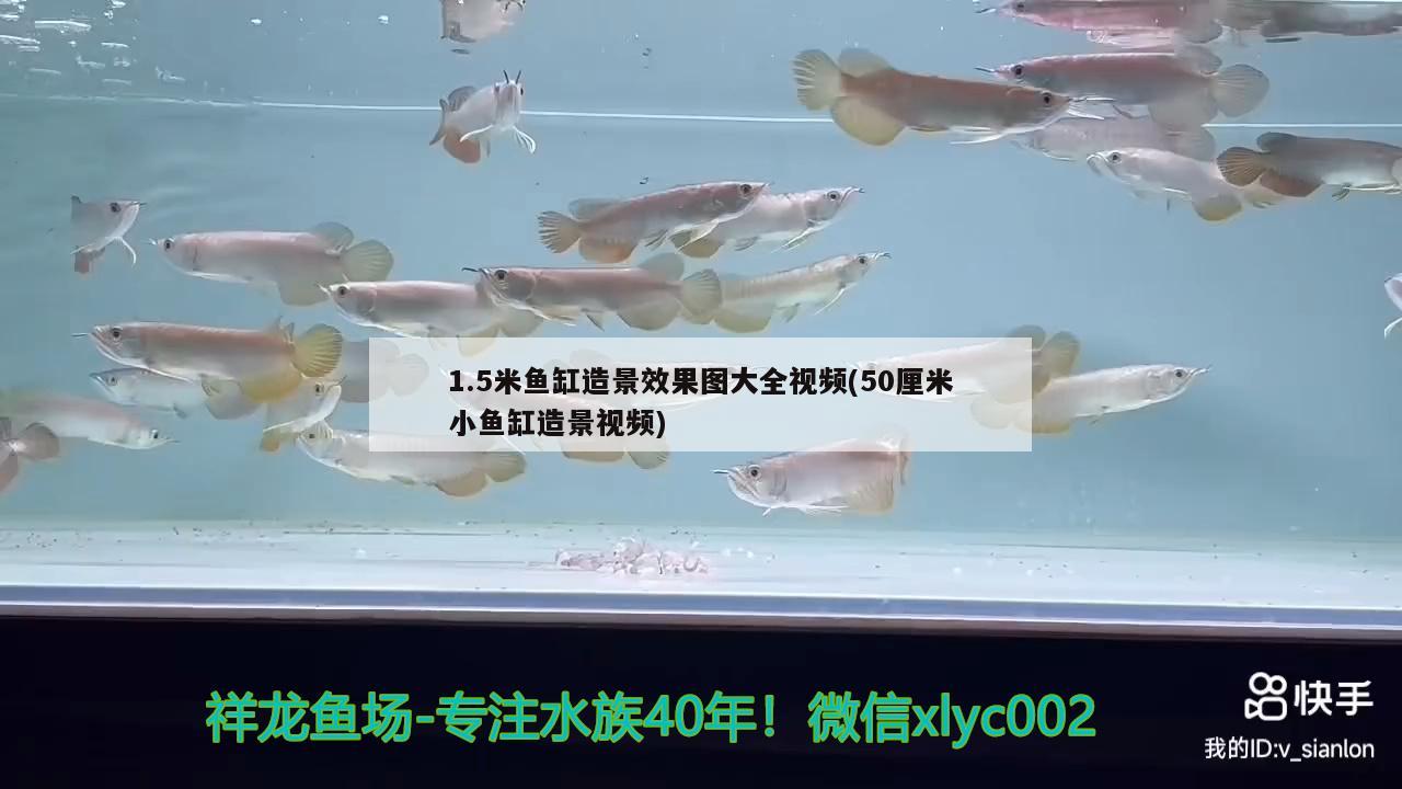 1.5米鱼缸造景效果图大全视频(50厘米小鱼缸造景视频)