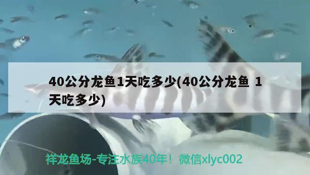 40公分龙鱼1天吃多少(40公分龙鱼1天吃多少) 青龙鱼