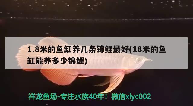 1.8米的鱼缸养几条锦鲤最好(18米的鱼缸能养多少锦鲤) 朱巴利鱼