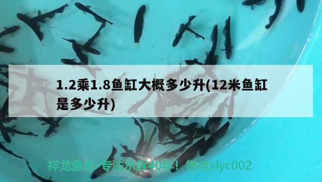 1.2乘1.8鱼缸大概多少升(12米鱼缸是多少升) 玫瑰银版鱼