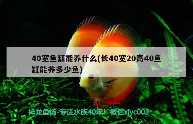 40宽鱼缸能养什么(长40宽20高40鱼缸能养多少鱼) 观赏鱼市场（混养鱼）