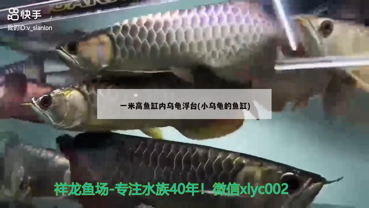 一米高鱼缸内乌龟浮台(小乌龟的鱼缸) 乌龟