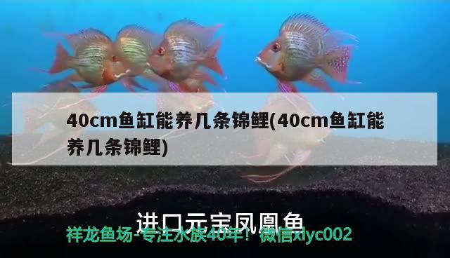 40cm鱼缸能养几条锦鲤(40cm鱼缸能养几条锦鲤)