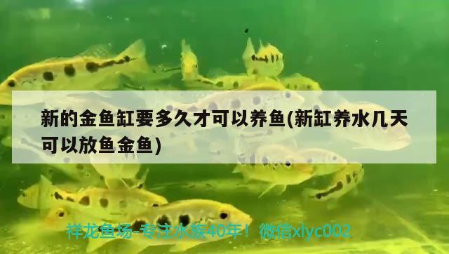 新的金鱼缸要多久才可以养鱼(新缸养水几天可以放鱼金鱼) 帝王迷宫鱼