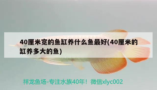 40厘米宽的鱼缸养什么鱼最好(40厘米的缸养多大的鱼)