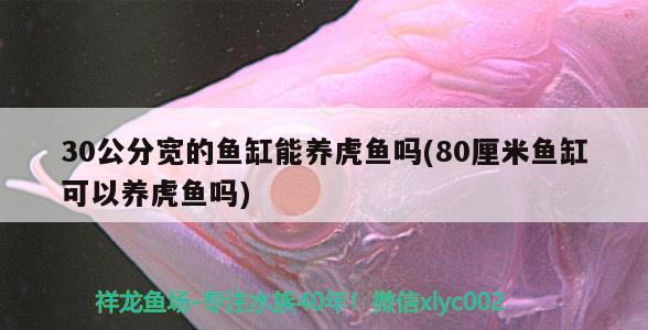 30公分宽的鱼缸能养虎鱼吗(80厘米鱼缸可以养虎鱼吗)