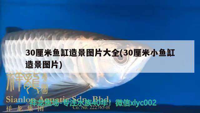 30厘米鱼缸造景图片大全(30厘米小鱼缸造景图片) 眼斑鱼