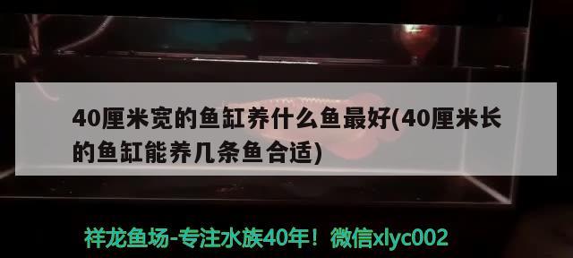 40厘米宽的鱼缸养什么鱼最好(40厘米长的鱼缸能养几条鱼合适) 鱼缸风水