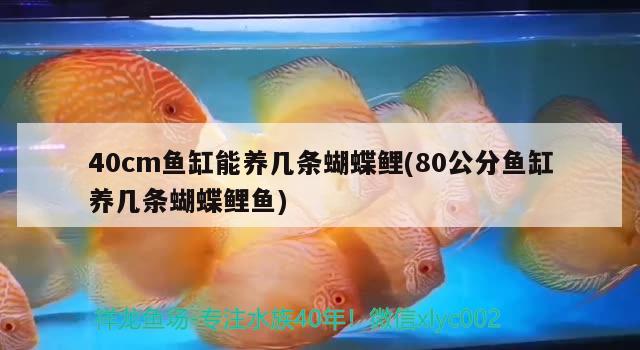 40cm鱼缸能养几条蝴蝶鲤(80公分鱼缸养几条蝴蝶鲤鱼)