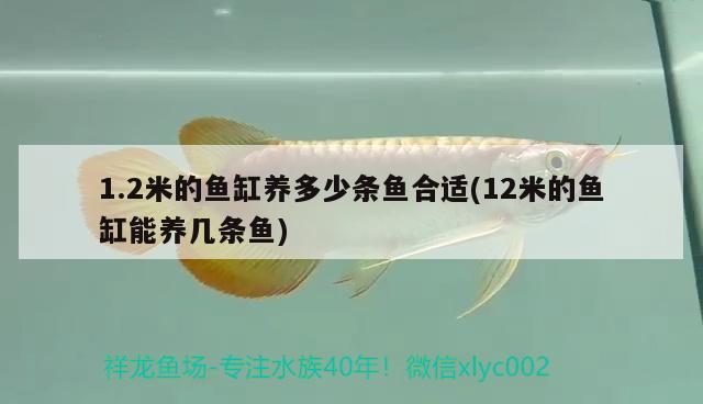 1.2米的鱼缸养多少条鱼合适(12米的鱼缸能养几条鱼) 泰庞海莲鱼