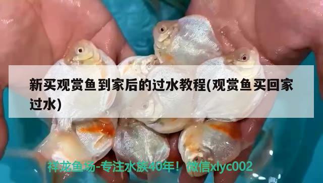 新买观赏鱼到家后的过水教程(观赏鱼买回家过水) 水族杂谈