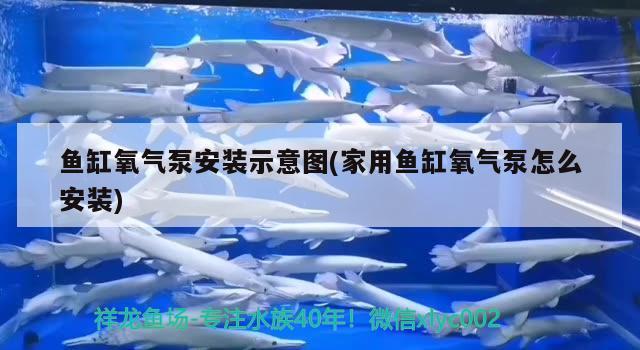 鱼缸氧气泵安装示意图(家用鱼缸氧气泵怎么安装) 印尼三纹虎