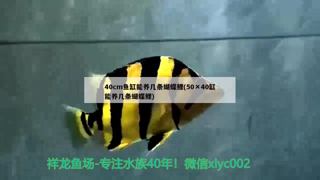 40cm鱼缸能养几条蝴蝶鲤(50×40缸能养几条蝴蝶鲤)