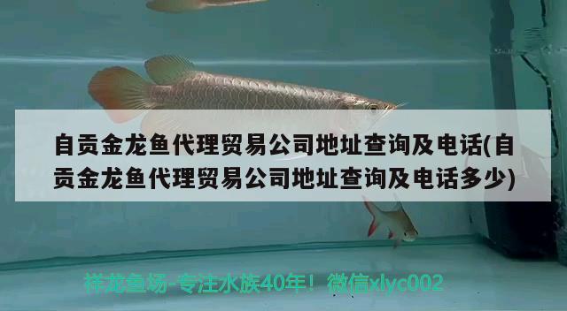 自贡金龙鱼代理贸易公司地址查询及电话(自贡金龙鱼代理贸易公司地址查询及电话多少) 泰庞海鲢鱼